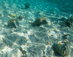 Fototapeta na wymiar Photo of a tridacna clam