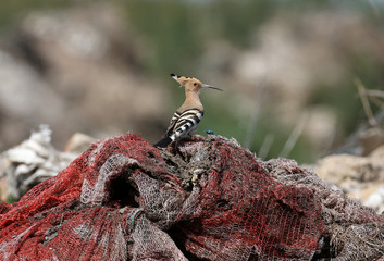 Hoopoe is photographed in a garbage dump. Sits on an unusual red plastic mesh and on a pile of clay