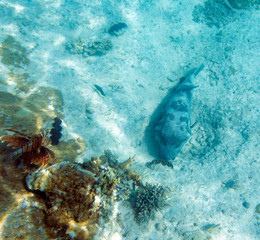 A photo of a pufferfish in the sand