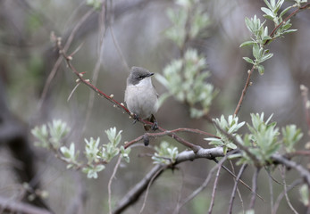 The lesser whitethroat (Sylvia curruca) is photographed close-up on the branches of flowering bushes and on a beautiful blurred background