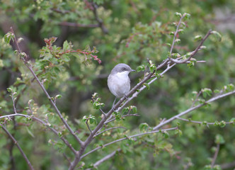 The lesser whitethroat (Sylvia curruca) is photographed close-up on the branches of flowering bushes and on a beautiful blurred background