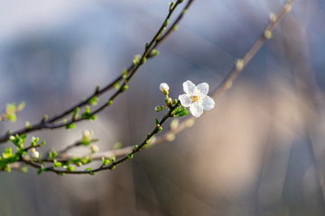 flower on branch