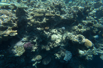Obraz na płótnie Canvas The beautiful coral reef