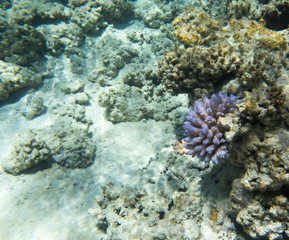The beautiful coral reef