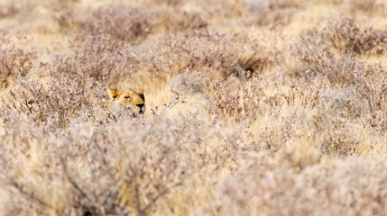A female lion in Etosha park