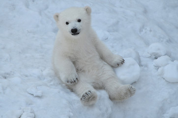 polar bear cub