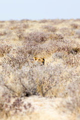 A female lion in Etosha park
