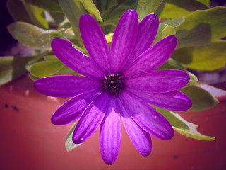 purple water lily