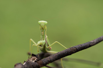 mantis on branches and flowers to find food