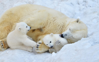 polar bear and cubs