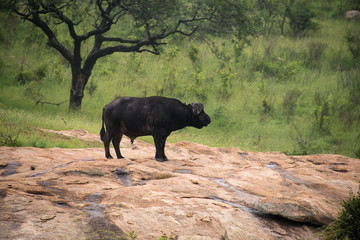 Buffle d'Afrique, Syncerus caffer, Parc national Kruger, Afrique du Sud