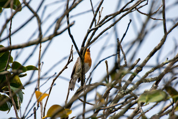 bird on a branch