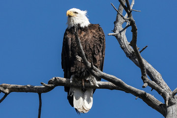American Bald Eagle Pose