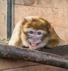 Monkey smiling
