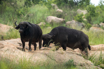 Buffle d'Afrique, Syncerus caffer, Parc national Kruger, Afrique du Sud