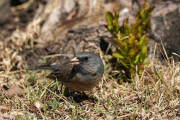 Gray-headed Junco