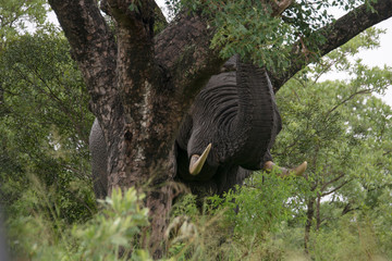 El&eacute;phant d'Afrique, Loxodonta africana, Parc national Kruger, Afrique du Sud