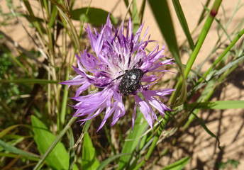 Scarab beetle on a flower. Saler beach. Valencia city. Spain. 