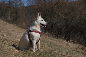 White dog in nature 2
