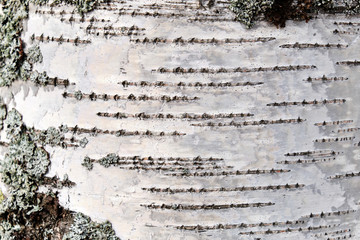 Birch bark texture natural background paper close-up. Birch tree wood texture. Pattern of birch bark.