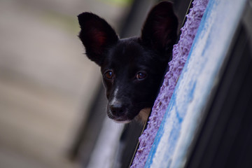 La mirada de un lindo cachorro