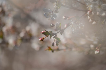 Wiosna w wiśniowym sadzie. - obrazy, fototapety, plakaty