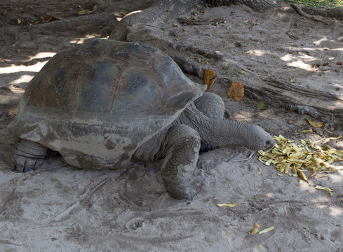 A Typical Giant Turtle