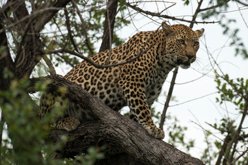 Obraz premium Léopard, Panthère, Panthera pardus, Afrique du Sud