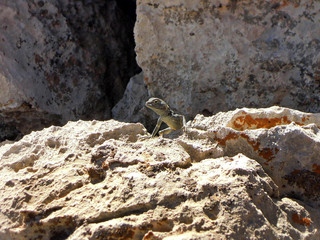 The rock lizard (Darevskia) carefully watching around, and hiding its body behind the stone. This kind of lizards is prevalent around the world, especially in mountains. Picture taken in Shiraz, Iran