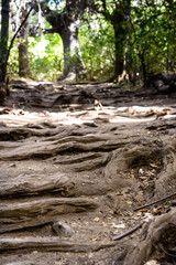 Fototapeta na wymiar I walk through dry forest with exposed tree roots.