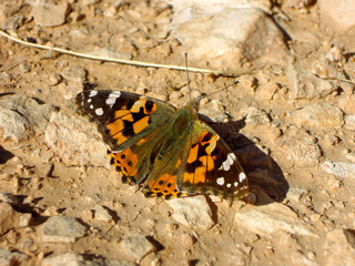 Fototapeta na wymiar Close view onto Vanessa cardui also known as Painted Lady or Cosmopolitan in America, one of the most widespread of all butterflies, found on every continent. This picture taken in Shiraz, Iran