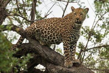 Léopard, Panthère, Panthera pardus, Afrique du Sud