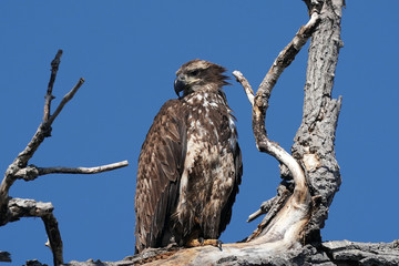 Juvenile Bald Eagle