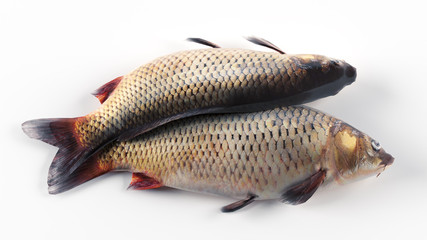 fish on a white background