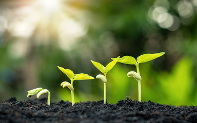 Small trees of different sizes on a green background, the concept of environmental stewardship and World Environment Day.