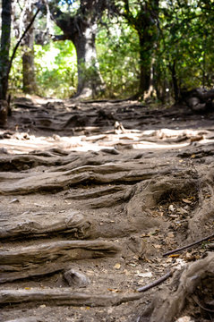 I walk through dry forest with exposed tree roots.