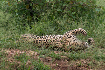 Léopard, Panthère, Panthera pardus, Afrique du Sud