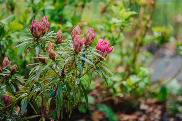 Rhododendronknospen  mit grüne Blätter
