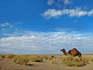A camel grazing in the hot desert under the blue sky. Picture taken in Maranjab desert, near Kashan, Iran