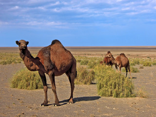 Herd of camels grazing in the desert.  Picture taken in Maranjab desert, near Kashan, Iran