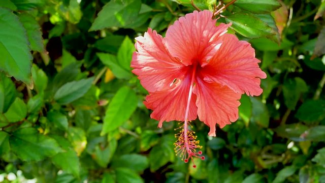 beautiful red flower grows in the garden
