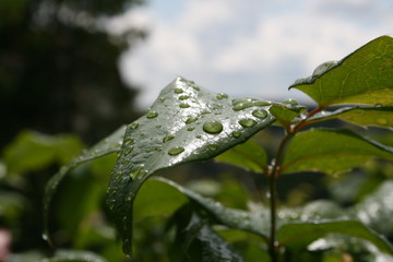 Blatt mit Wassertropfen / 
Leaf with drops of water