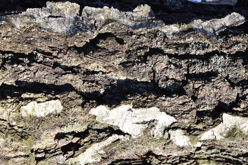 Natural background of the birch tree trunk bark. White wood texture