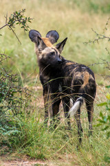Lycaon, Lycaon pictus, Afrique du Sud