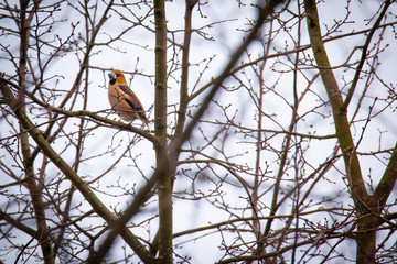 Grubodziób zwyczajny, Coccothraustes coccothraustes