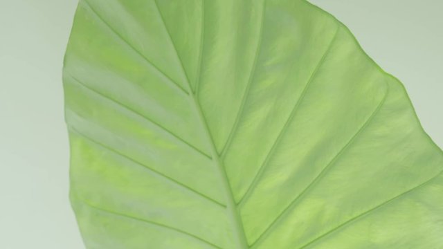 Floracation, smooth calming colours of green, bathed in sunlight and blissful  vibes, scents of natural aura and vibrance. Life of plants in season to parallel good health and living.