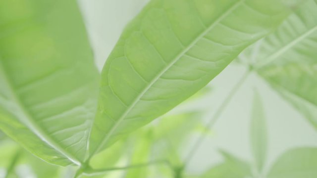Floracation, smooth calming colours of green, bathed in sunlight and blissful  vibes, scents of natural aura and vibrance. Life of plants in season to parallel good health and living.