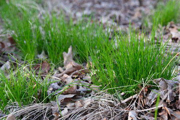 Young green grass with under dry leaves in spring. Macro shooting.