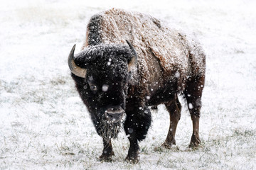 American Bison Snow Pose © Bernie Duhamel