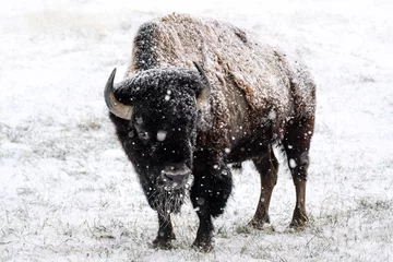 Zelfklevend Fotobehang American Bison Snow Pose © Bernie Duhamel